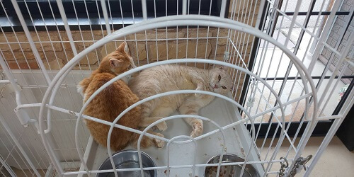 富山・保護猫】にゃんとボランティアネットワーク50匹の野良猫を保護 